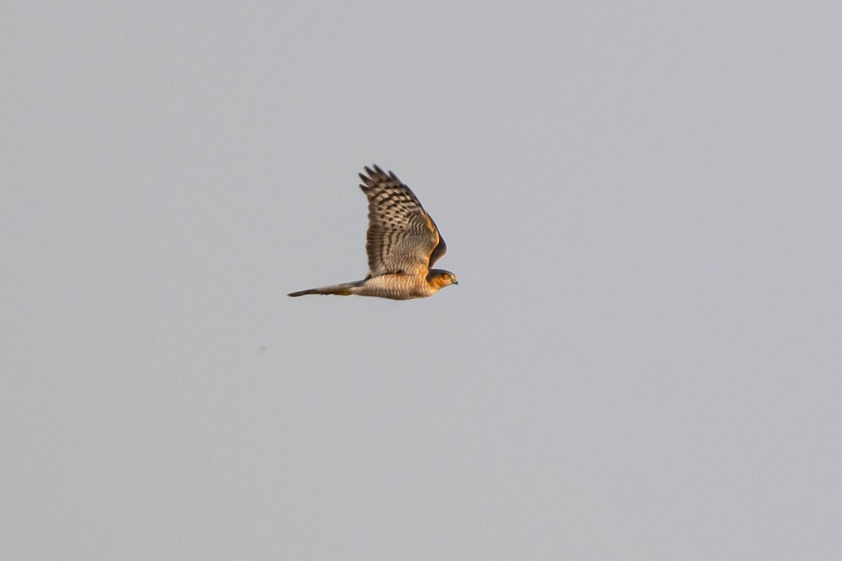 Eurasian Sparrowhawk - ML646030671