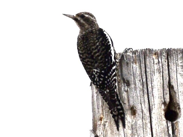 Дятел-смоктун жовточеревий - ML646030673