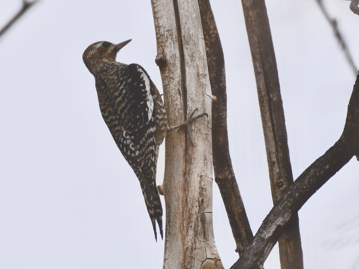 Дятел-смоктун жовточеревий - ML646030674