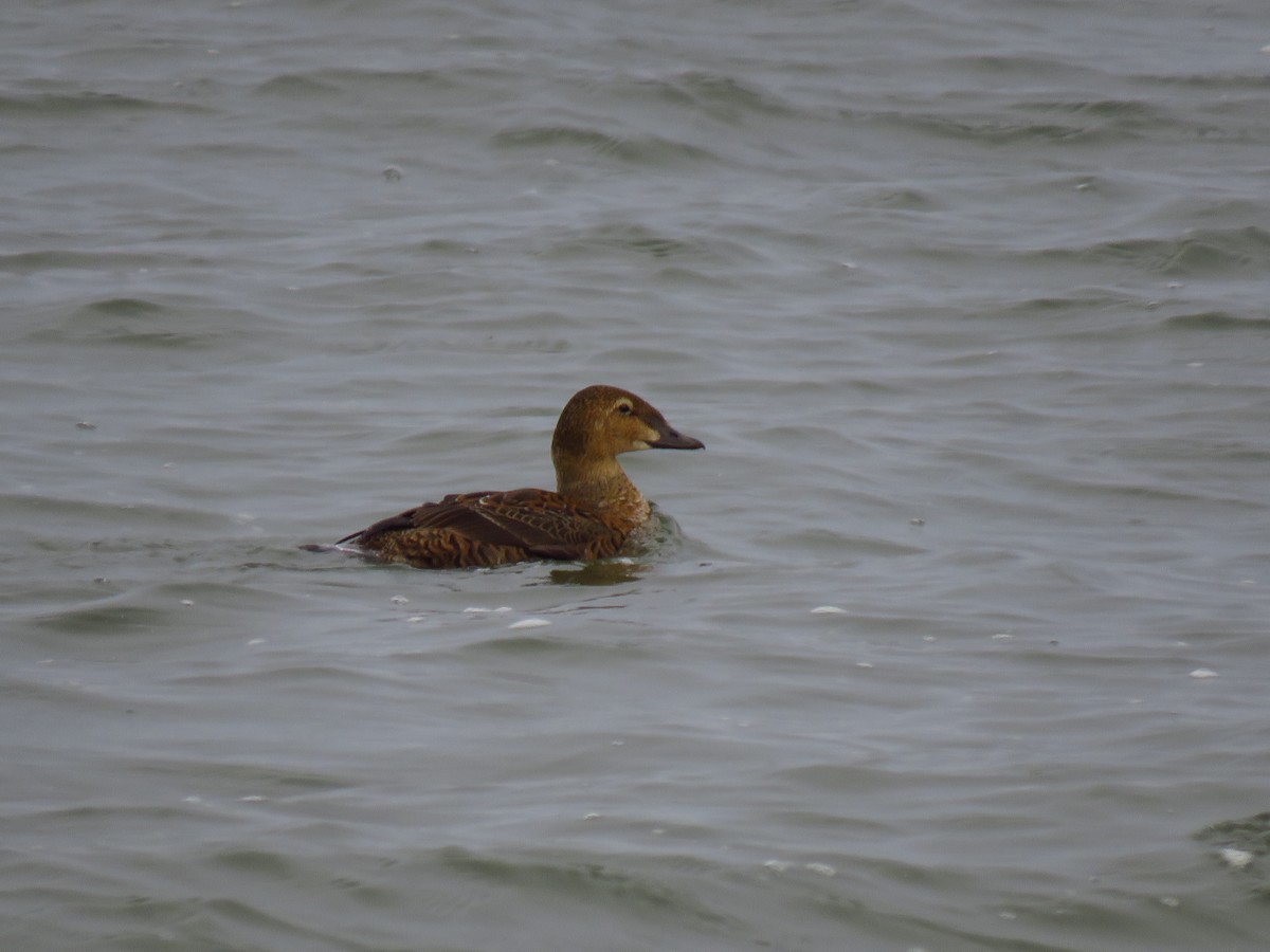 King Eider - ML646030675