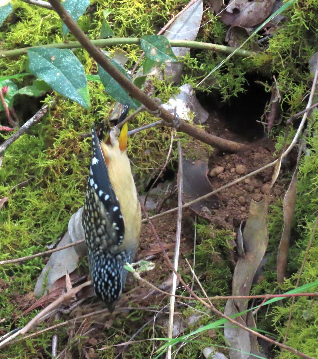 Spotted Pardalote (Spotted) - ML646030676