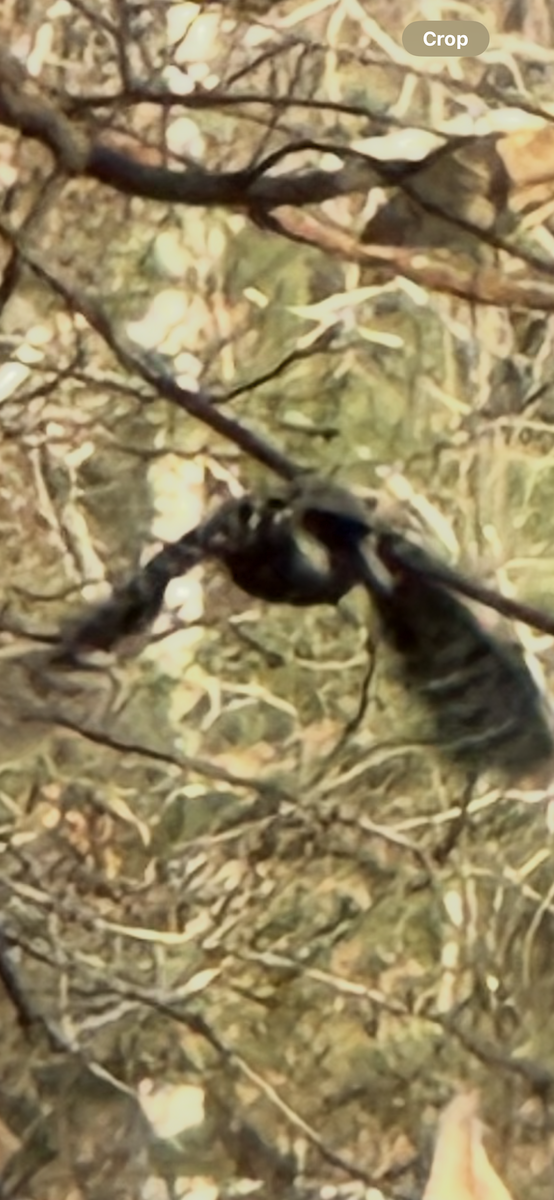 strakapoud východní - ML646030678