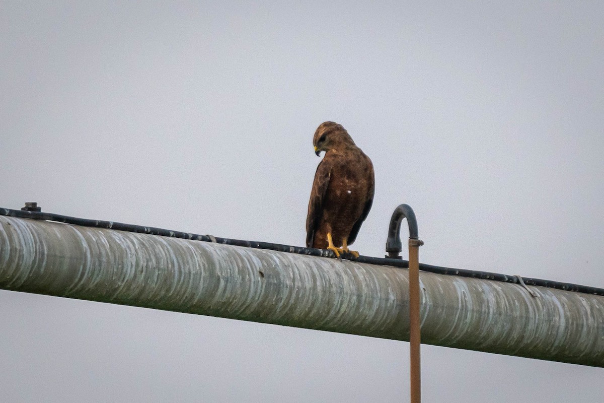 Common Buzzard (Steppe) - ML646030679