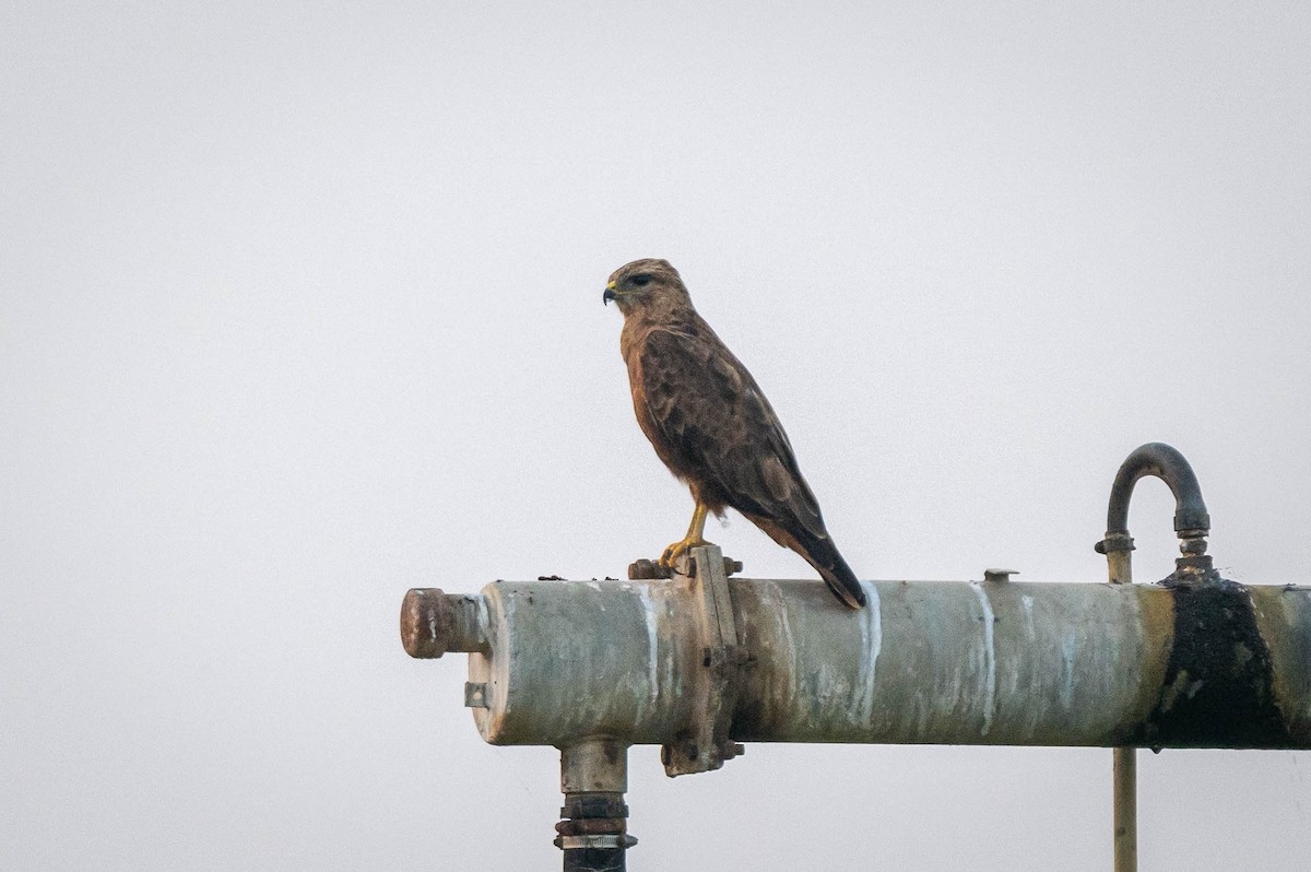 Common Buzzard (Steppe) - ML646030680