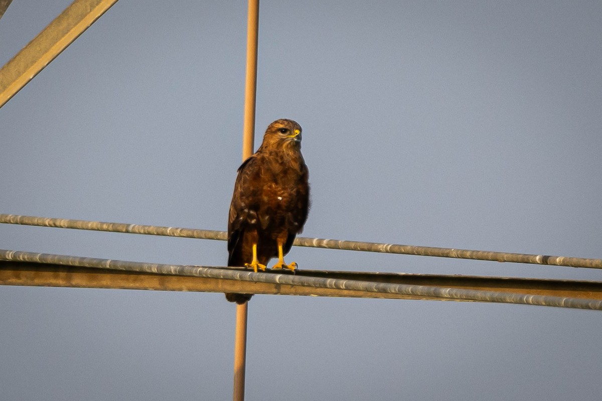 Common Buzzard (Steppe) - ML646030681