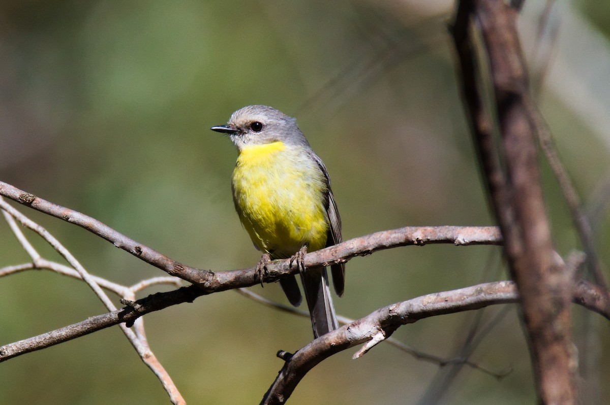 Doğulu Sarı Bülbül - ML646030685