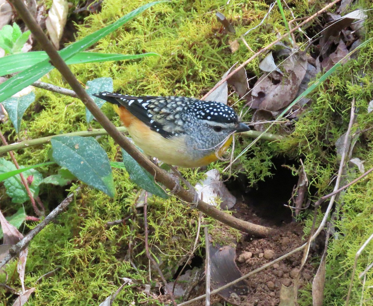 Spotted Pardalote (Spotted) - ML646030686