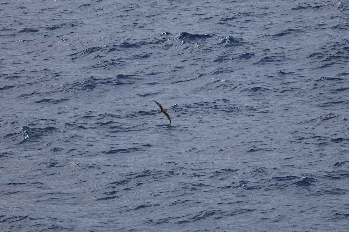 Scopoli's Shearwater - ML646030691