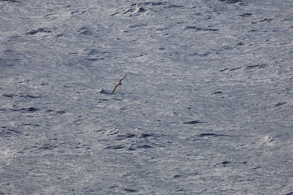 Scopoli's Shearwater - ML646030692