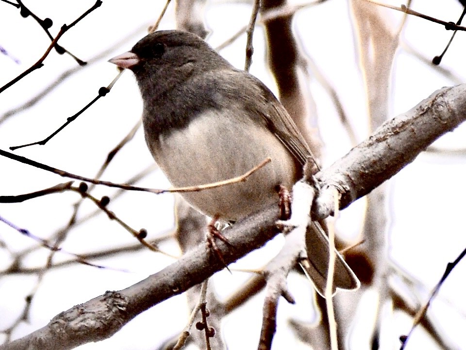 Dark-eyed Junco (Slate-colored) - ML646030695