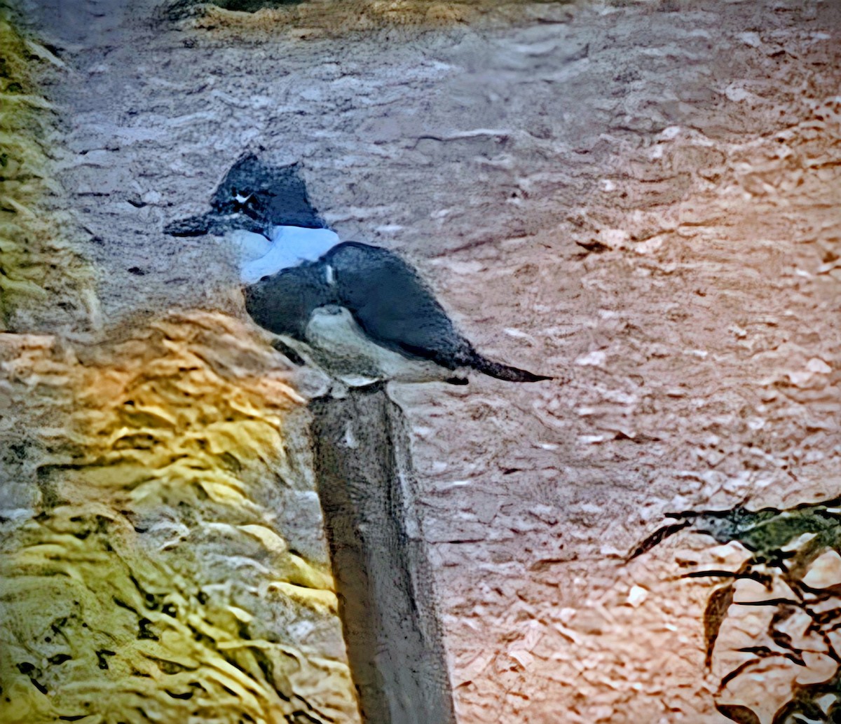 Belted Kingfisher - ML646030699