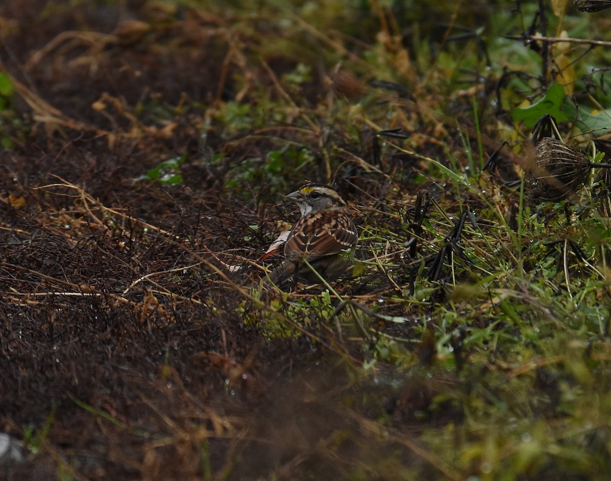 White-throated Sparrow - ML646030700