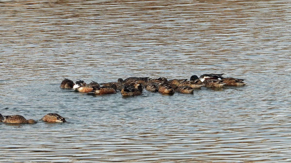 Northern Shoveler - ML646030702