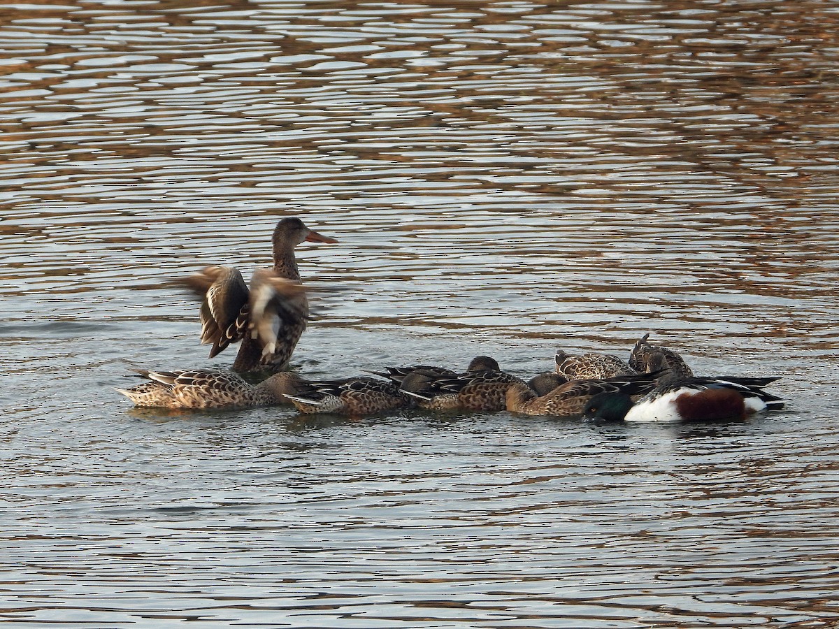 Northern Shoveler - ML646030703
