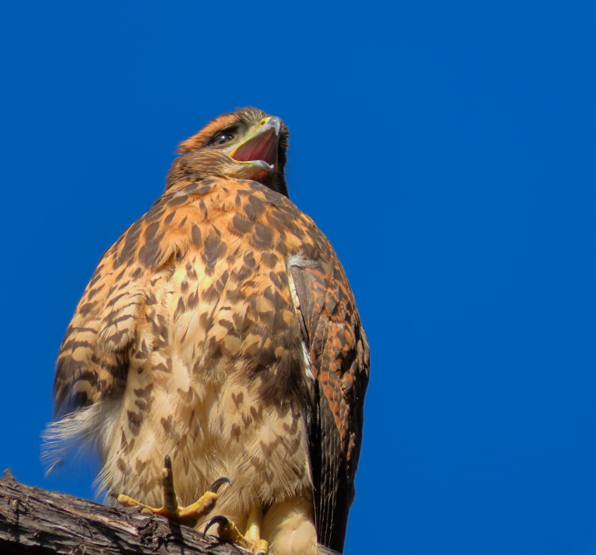 Harris's Hawk - ML646030704