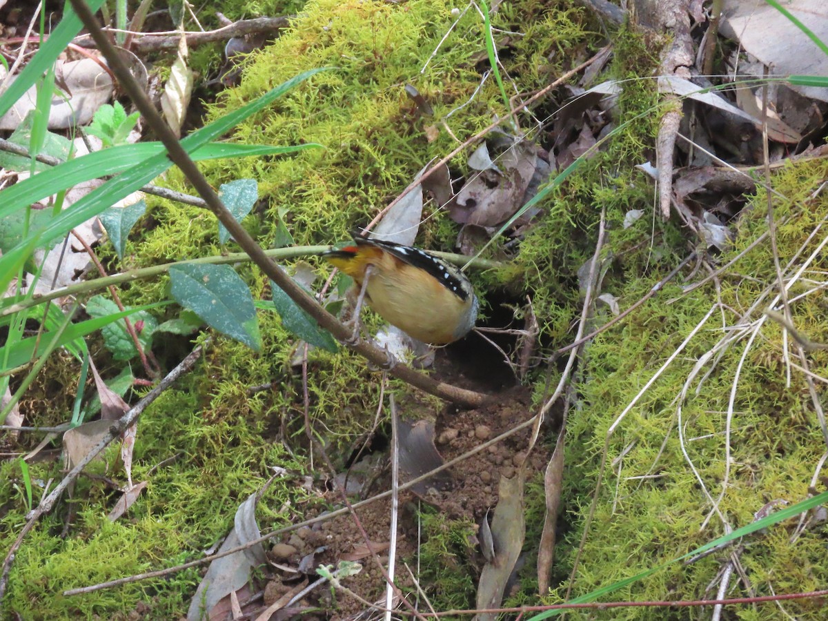 Spotted Pardalote (Spotted) - ML646030708