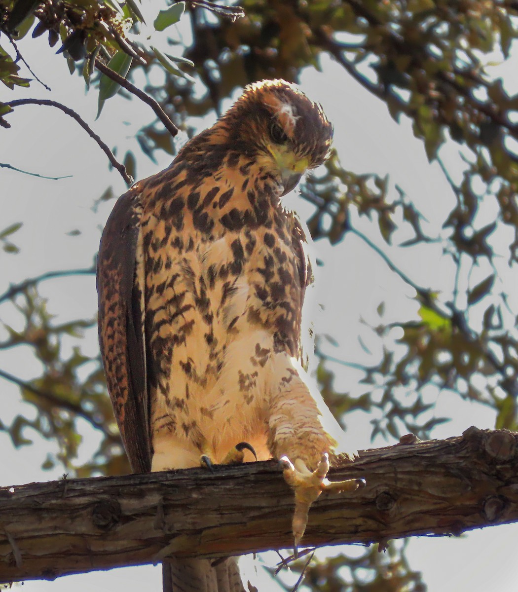 Harris's Hawk - ML646030709