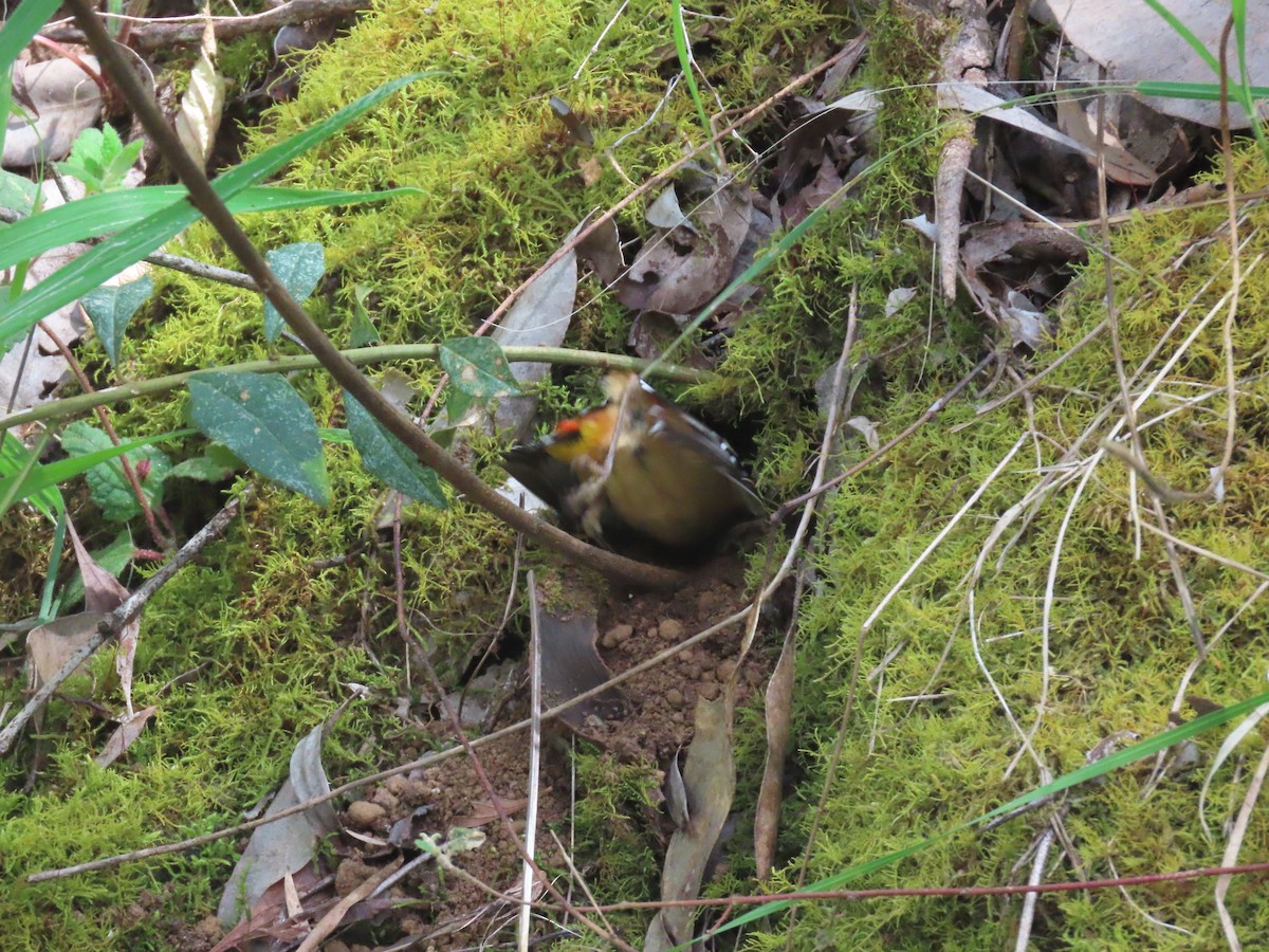 Діамантниця леопардова (підвид punctatus) - ML646030710