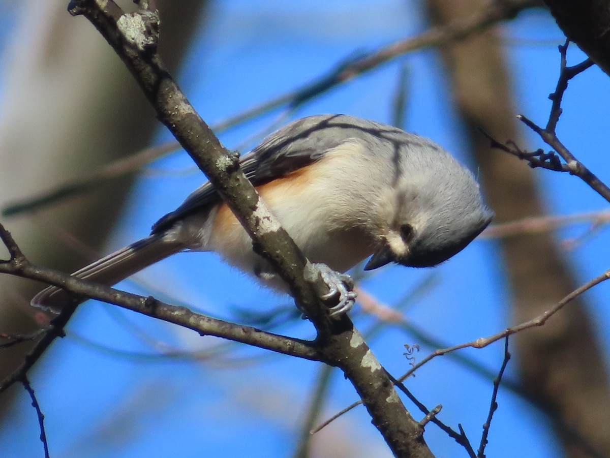 Tufted Titmouse - ML646030712