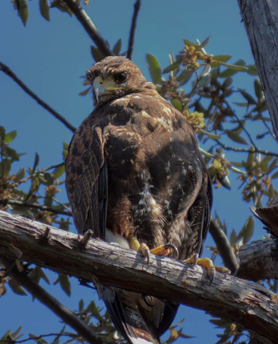 Harris's Hawk - ML646030713