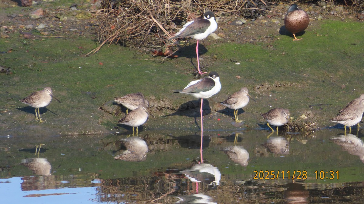 Кулик-довгоніг американський - ML646030714