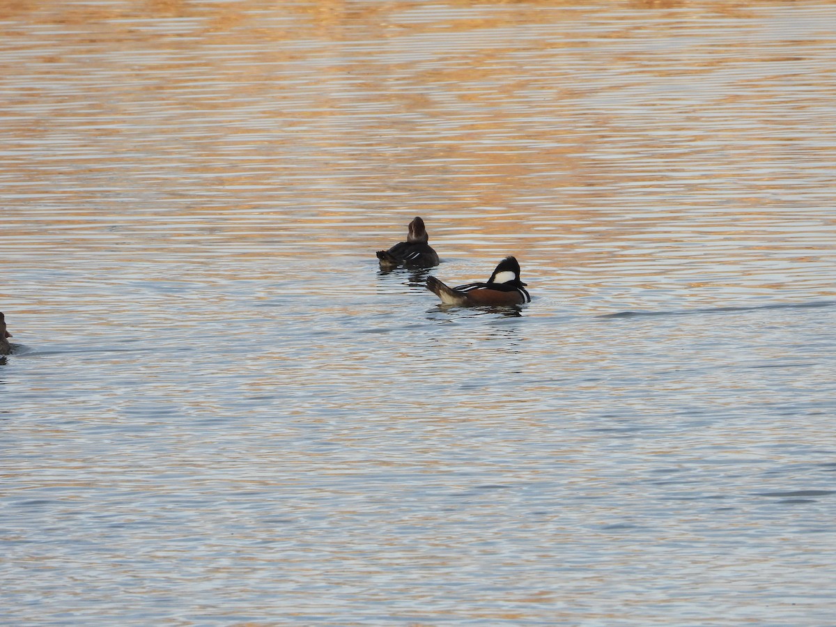 Hooded Merganser - ML646030716