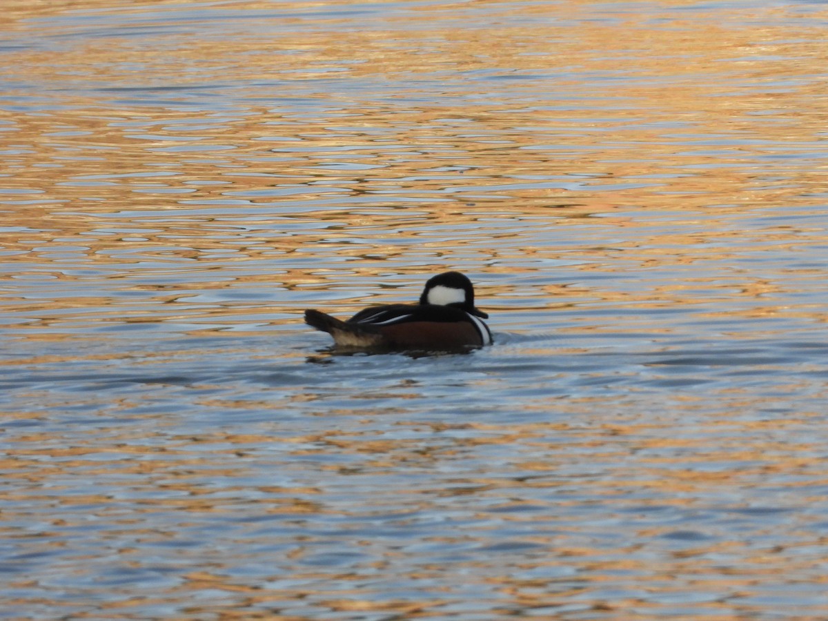 Крех жовтоокий - ML646030717