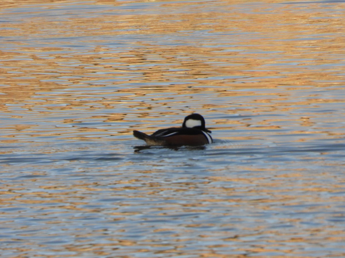 Крех жовтоокий - ML646030718