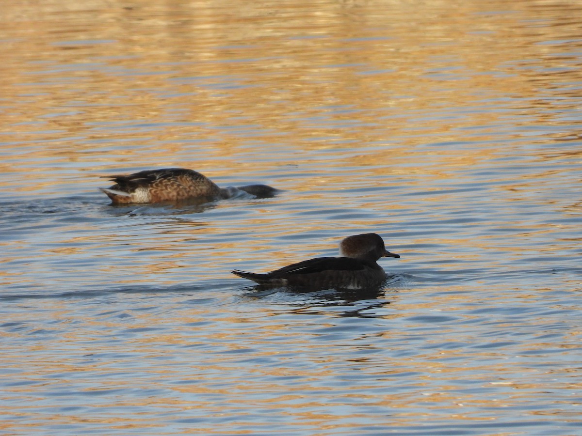 Крех жовтоокий - ML646030720