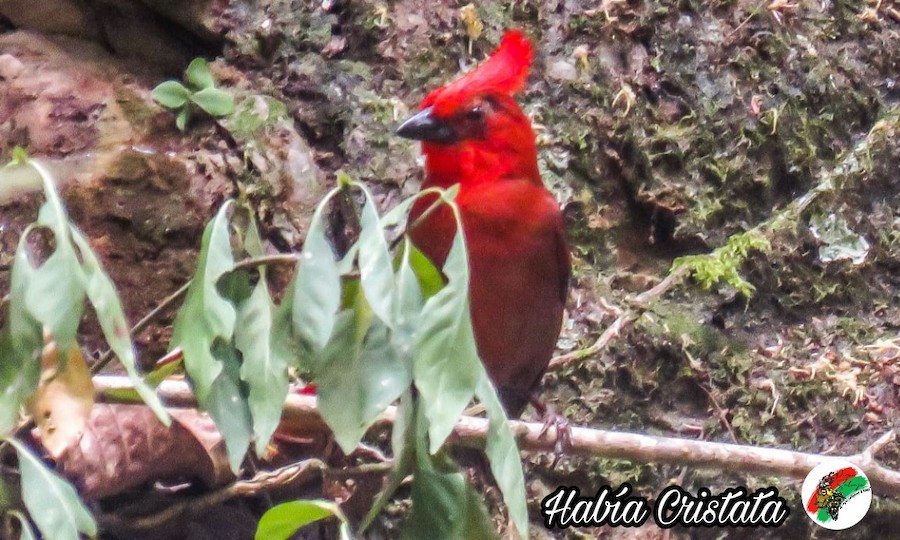 Габія довгочуба - ML646030724