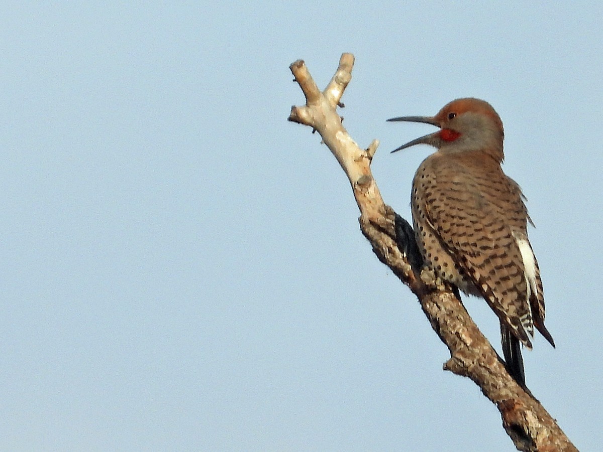 Декол золотистий - ML646030725