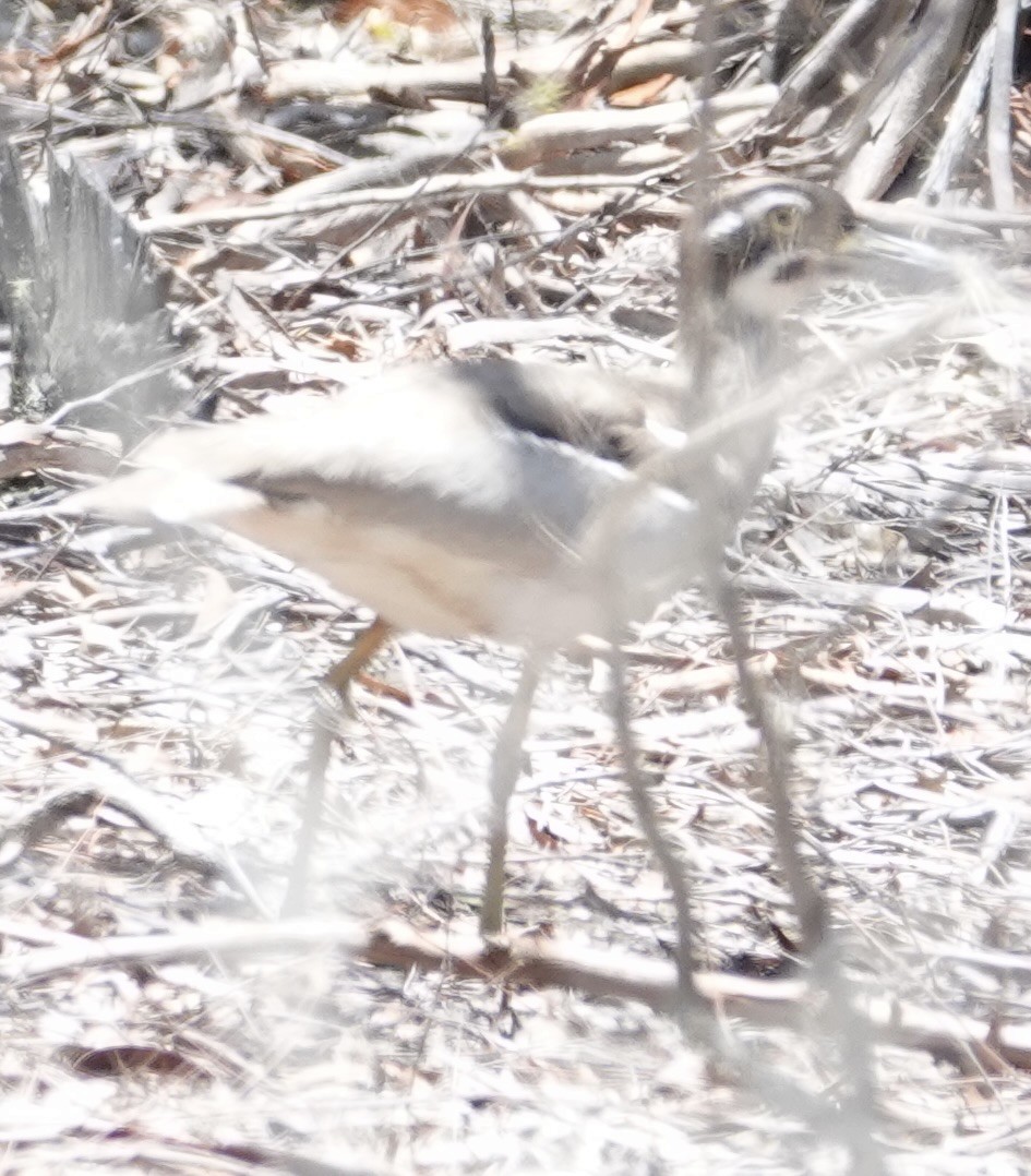 Лежень рифовий - ML646030730