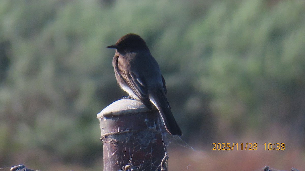 Феб чорний - ML646030732