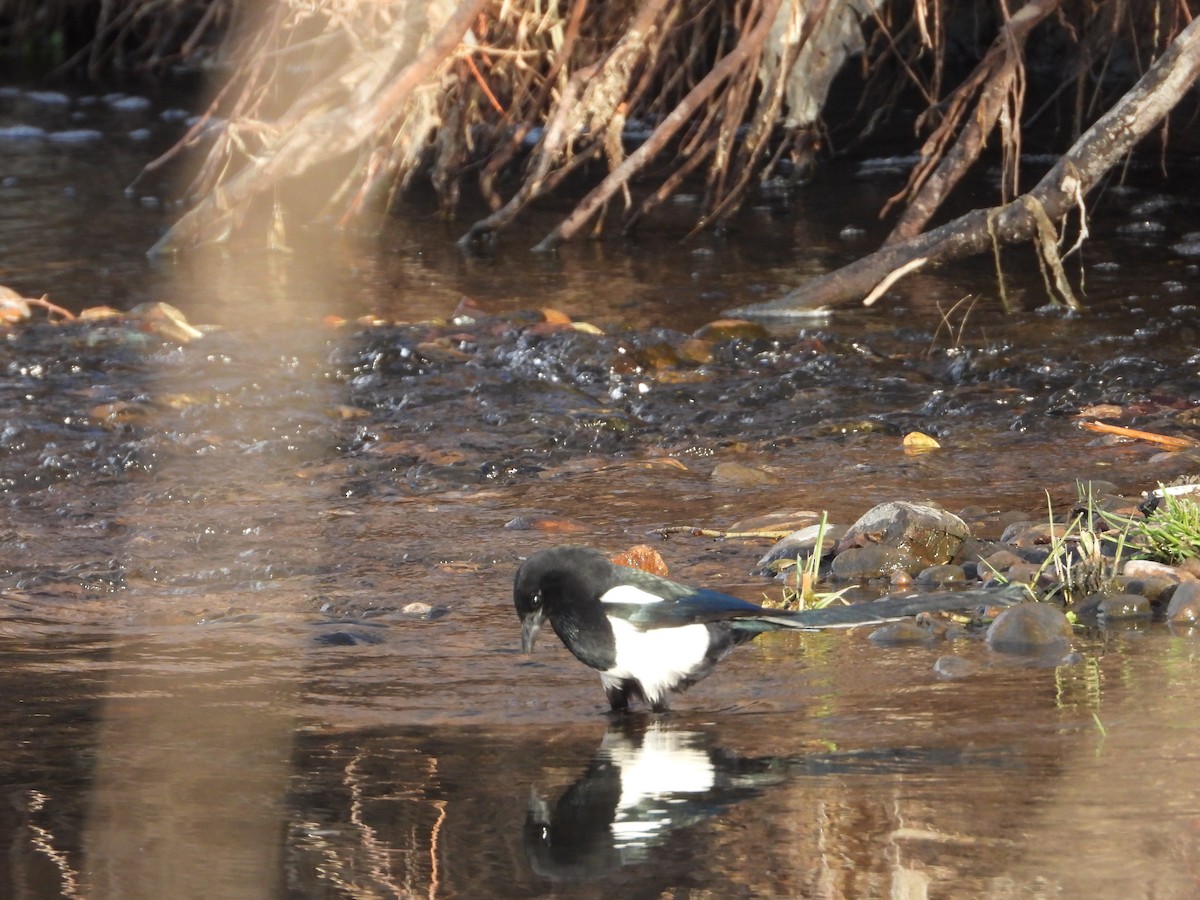 Сорока канадська - ML646030733