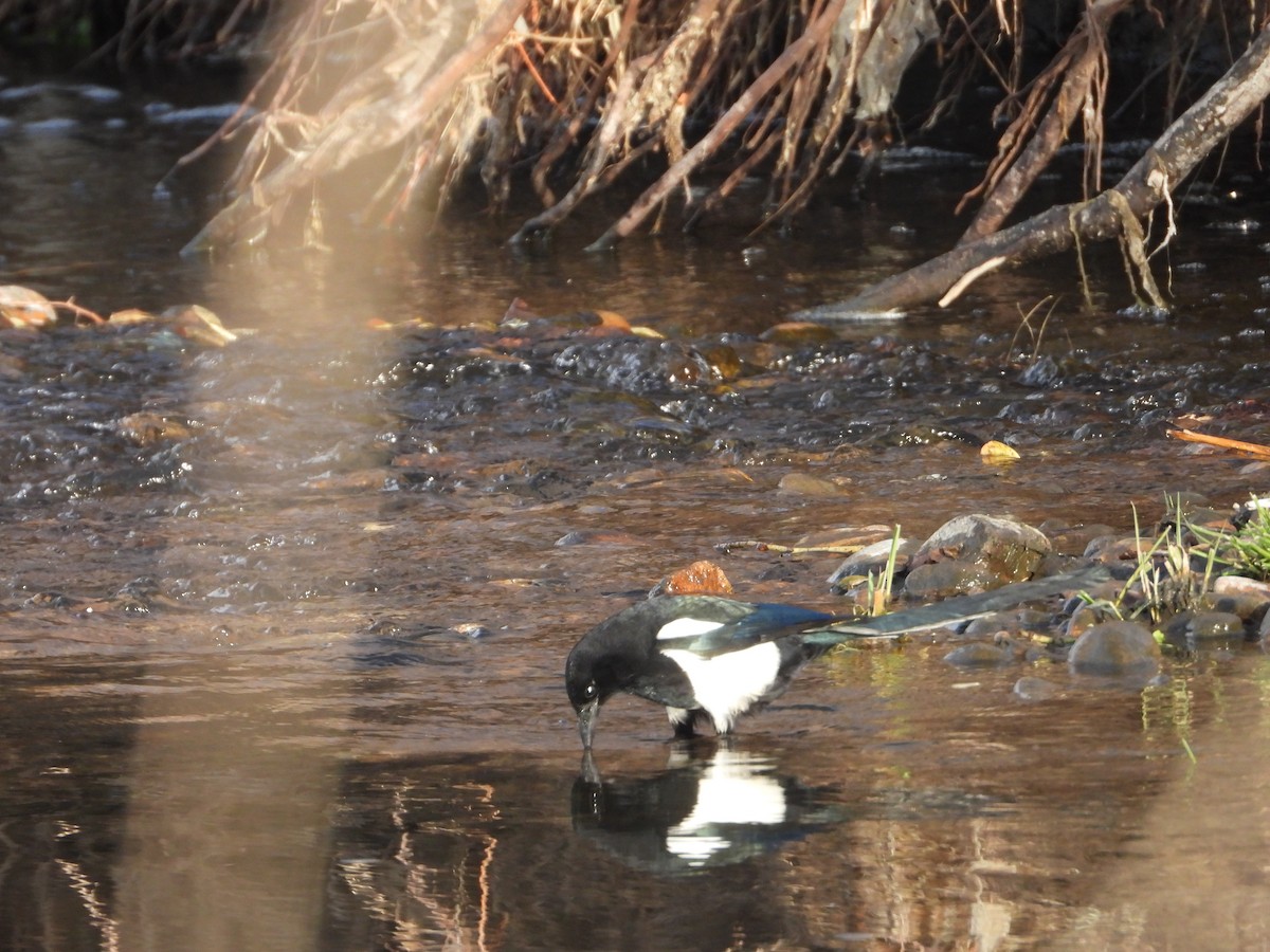 straka americká - ML646030735