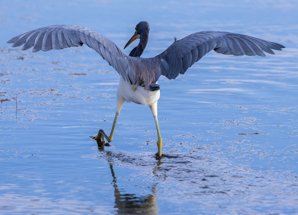 Чепура блакитна - ML646030736