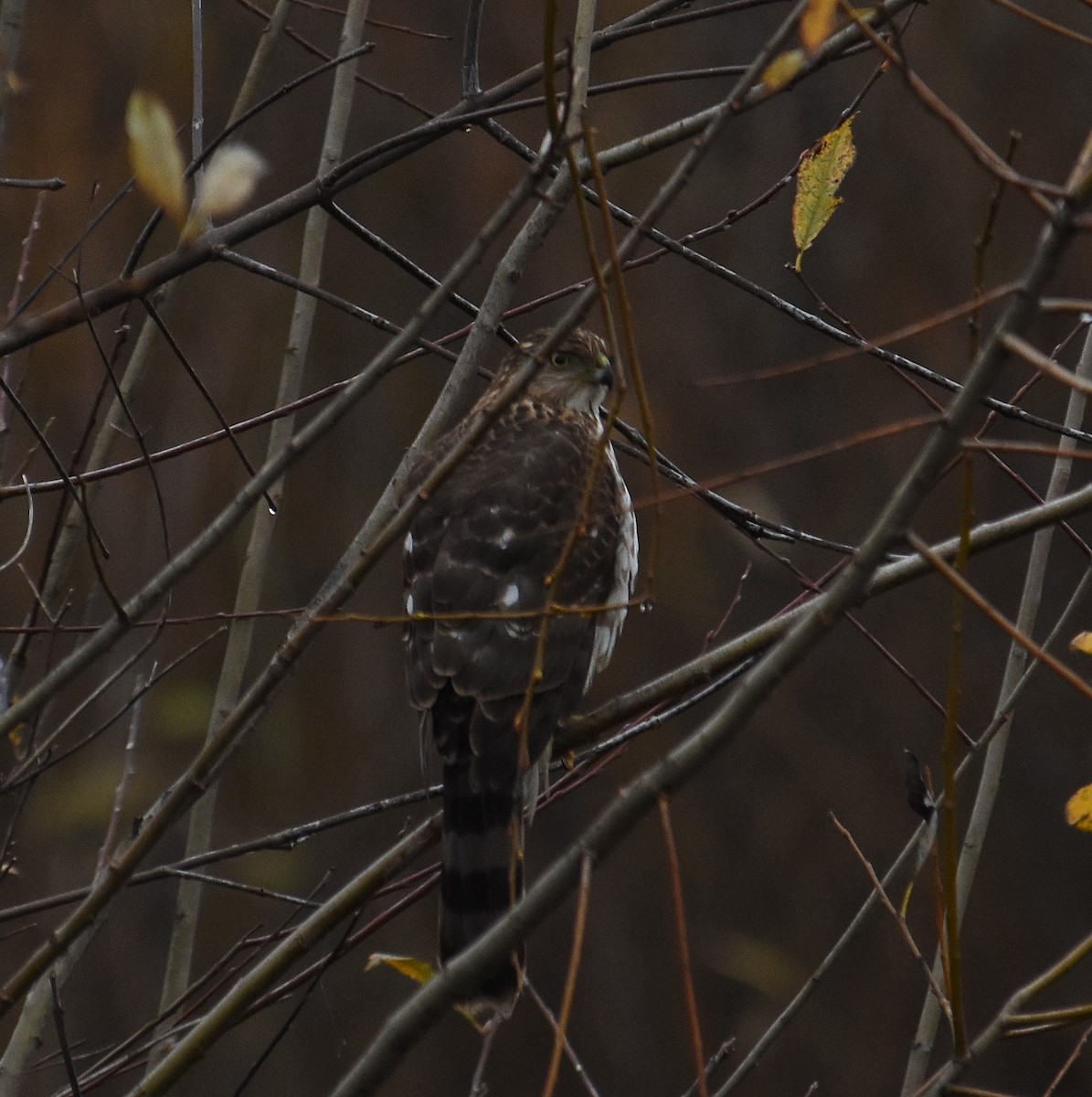 Яструб чорноголовий - ML646030737