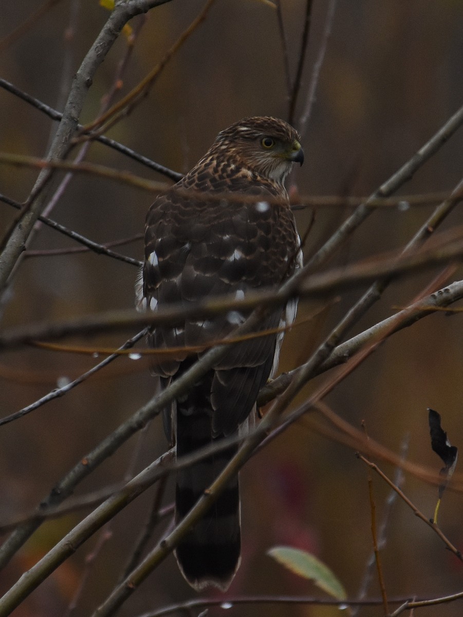 Яструб чорноголовий - ML646030738