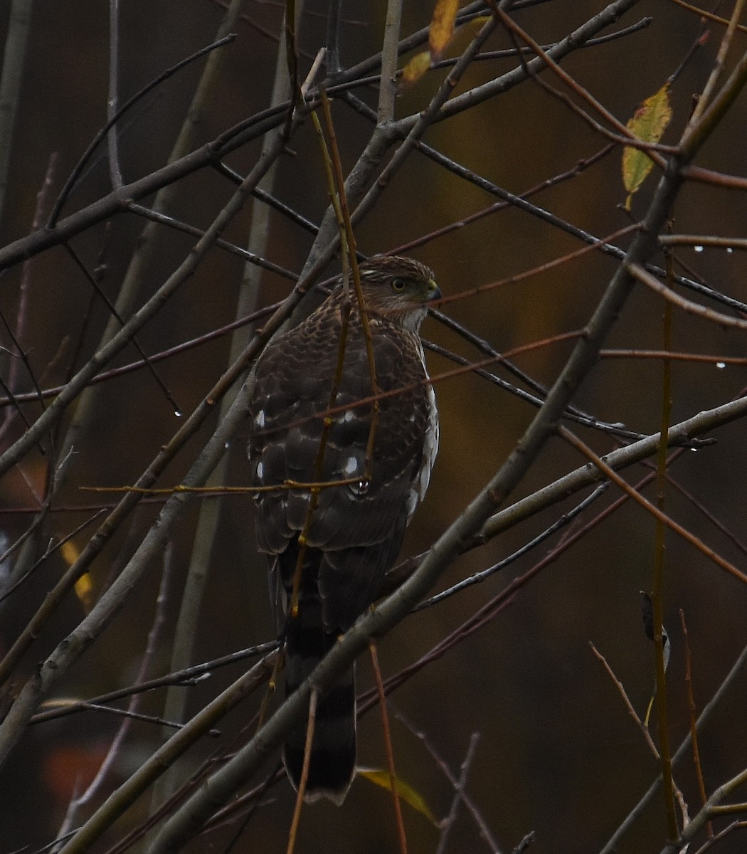 Cooper's Hawk - ML646030739