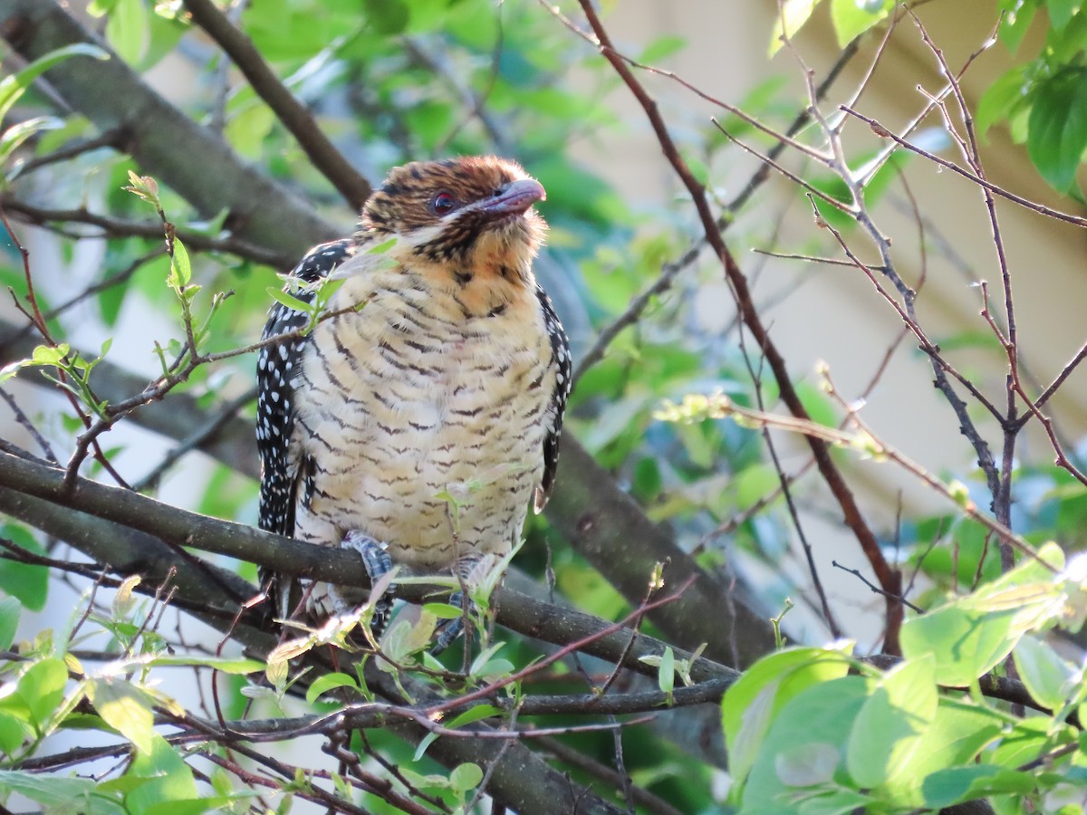 Коель східний - ML646030747