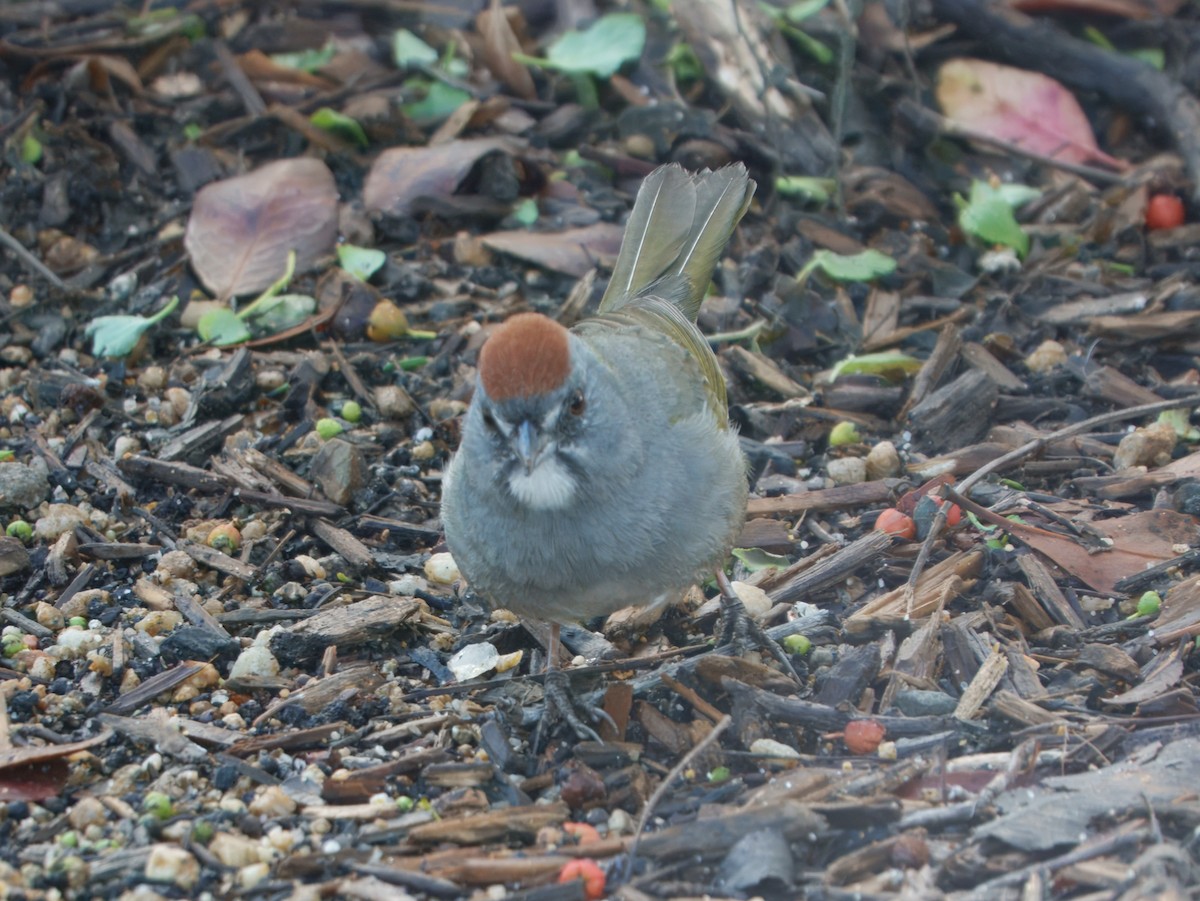 Тауї зеленохвостий - ML646030752