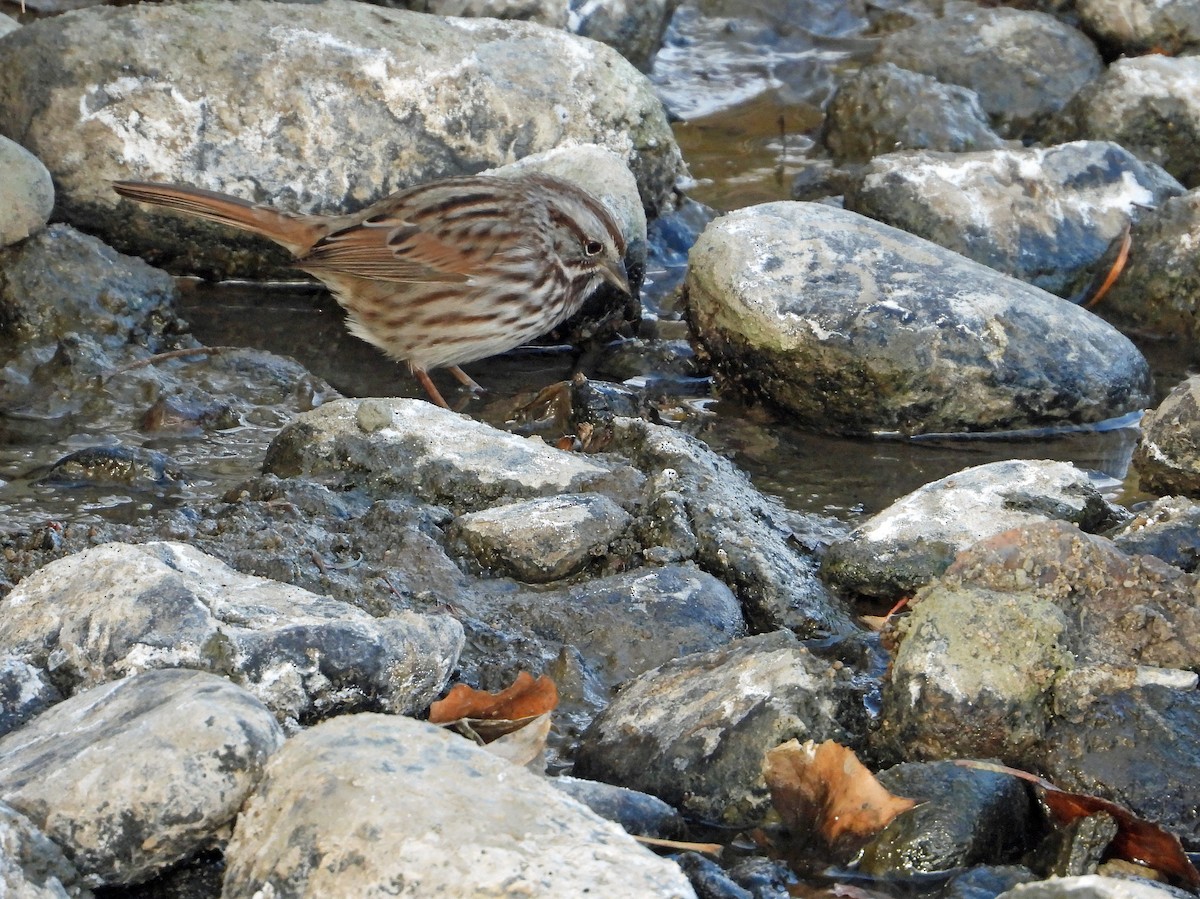 Пасовка співоча - ML646030753