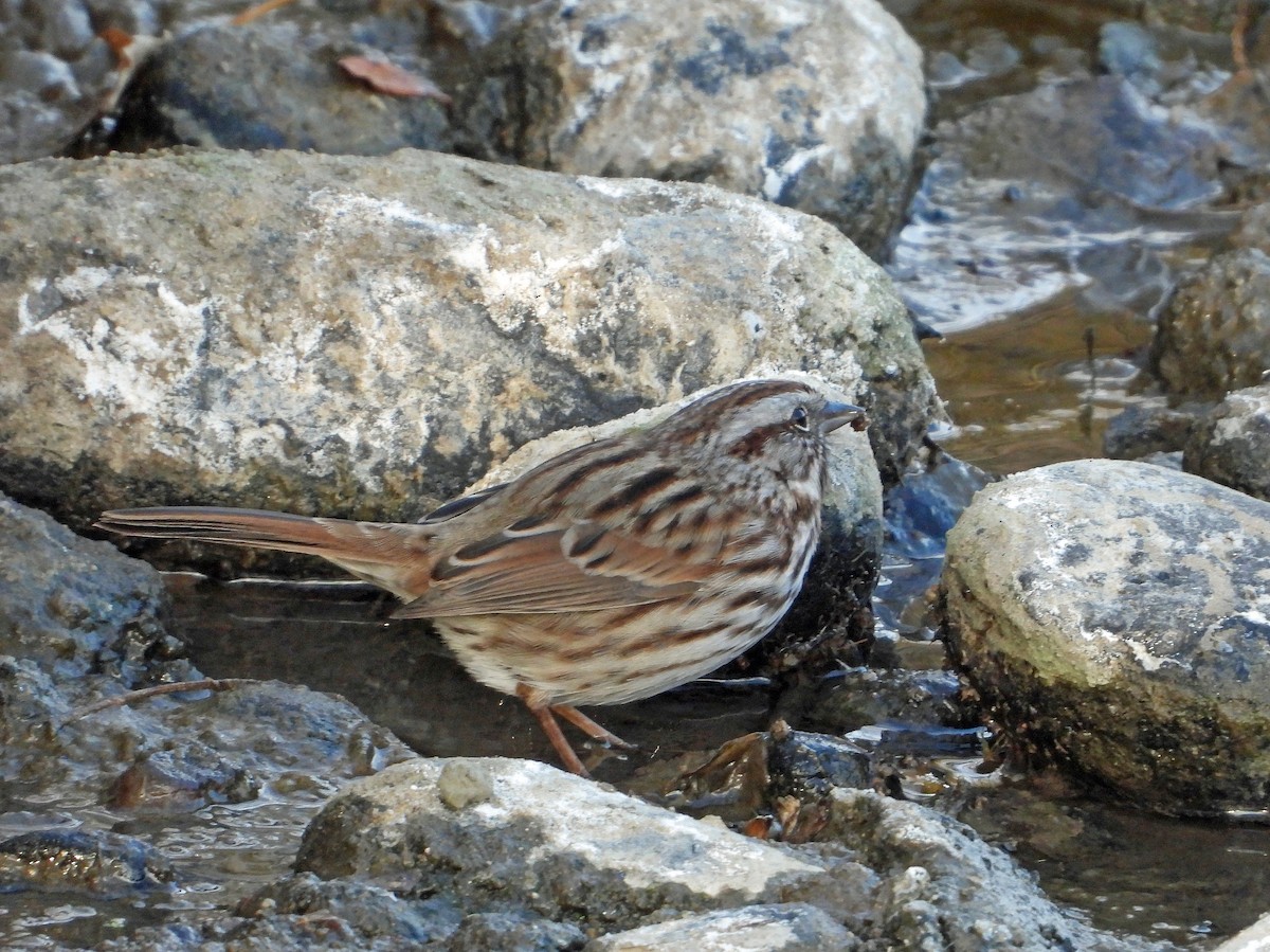 Пасовка співоча - ML646030754