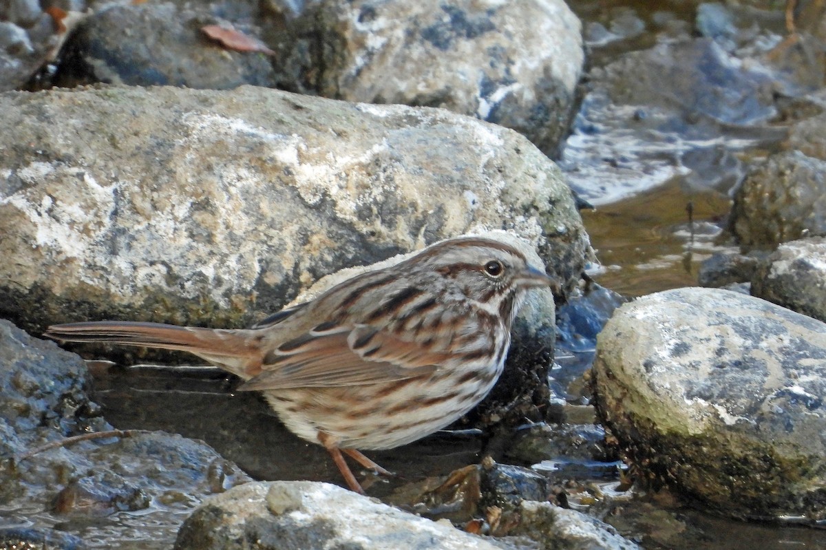 Пасовка співоча - ML646030755