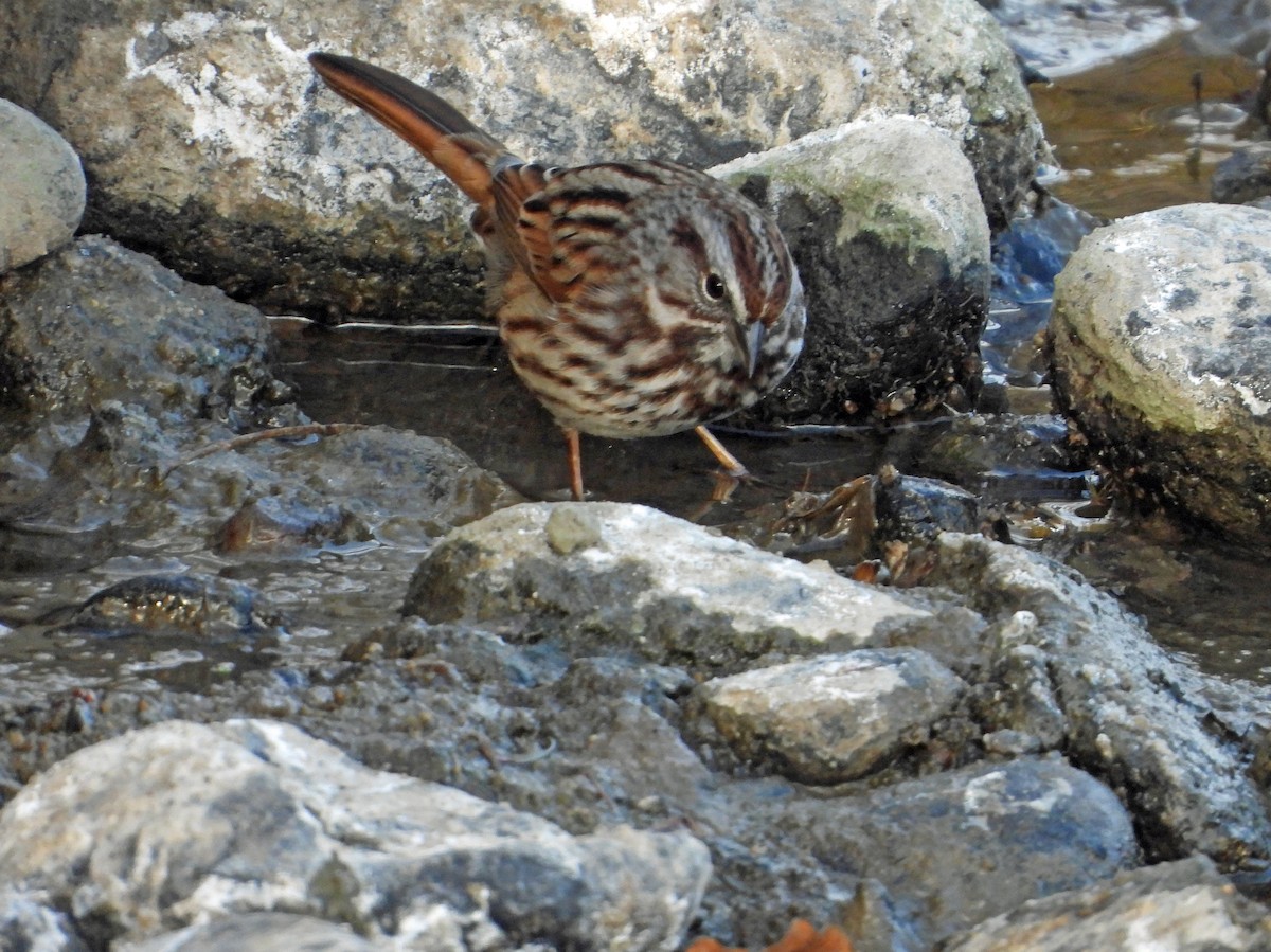 sangspurv - ML646030756