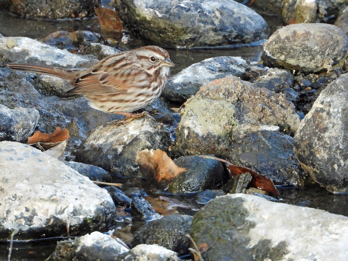 Пасовка співоча - ML646030757