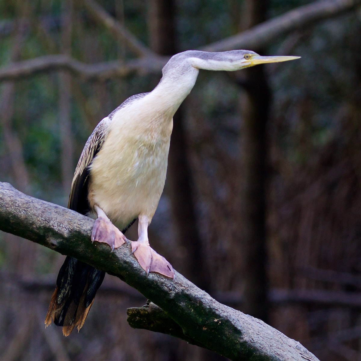 Змієшийка австралійська - ML646030758