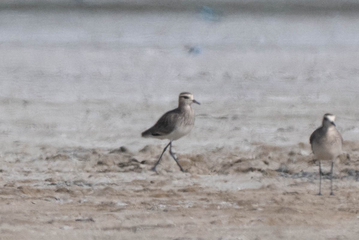 Sociable Lapwing - ML646030764