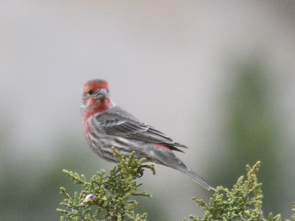 House Finch - ML646030767
