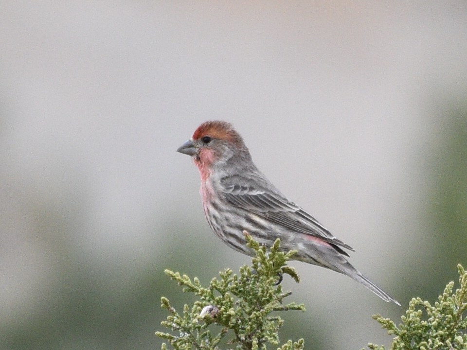 House Finch - ML646030768